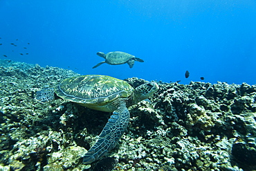 Adult green sea turtle (Chelonia mydas) in the protected marine sanctuary at Honolua Bay, Maui, Hawaii, USA