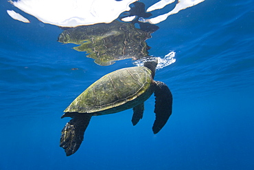 Adult green sea turtle (Chelonia mydas) in the protected marine sanctuary at Honolua Bay, Maui, Hawaii, USA