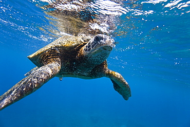 Adult green sea turtle (Chelonia mydas) in the protected marine sanctuary at Honolua Bay, Maui, Hawaii, USA