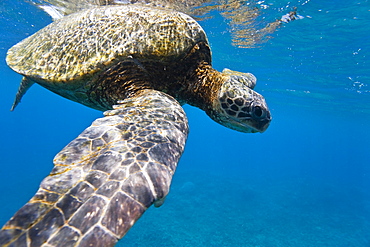 Adult green sea turtle (Chelonia mydas) in the protected marine sanctuary at Honolua Bay, Maui, Hawaii, USA