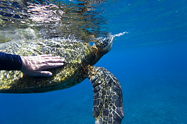 Adult green sea turtle (Chelonia mydas) in the protected marine sanctuary at Honolua Bay, Maui, Hawaii, USA