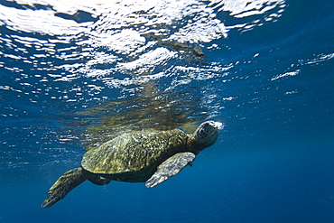 Adult green sea turtle (Chelonia mydas) in the protected marine sanctuary at Honolua Bay, Maui, Hawaii, USA