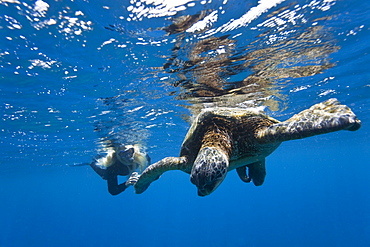 Snorkeler with adult green sea turtle (Chelonia mydas) in the protected marine sanctuary at Honolua Bay on the northwest side of the island of Maui, Hawaii, USA