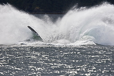 Adult humpback whale (Megaptera novaeangliae) breaching and head-lunging along the eastern shore of Chichagof Island in Southeastern Alaska, USA