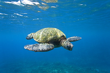 Adult green sea turtle (Chelonia mydas) in the protected marine sanctuary at Honolua Bay, Maui, Hawaii, USA