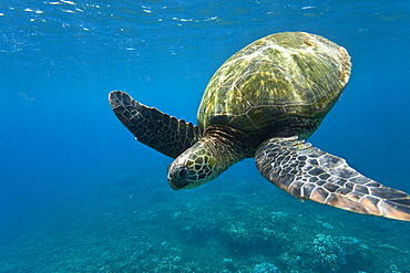 Adult green sea turtle (Chelonia mydas) in the protected marine sanctuary at Honolua Bay, Maui, Hawaii, USA