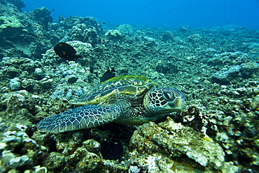 Adult green sea turtle (Chelonia mydas) in the protected marine sanctuary at Honolua Bay, Maui, Hawaii, USA