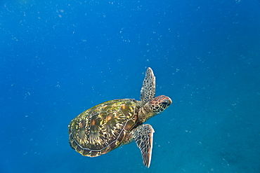 Adult green sea turtle (Chelonia mydas) in the protected marine sanctuary at Honolua Bay, Maui, Hawaii, USA