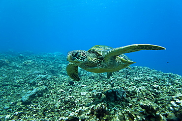 Adult green sea turtle (Chelonia mydas) in the protected marine sanctuary at Honolua Bay, Maui, Hawaii, USA