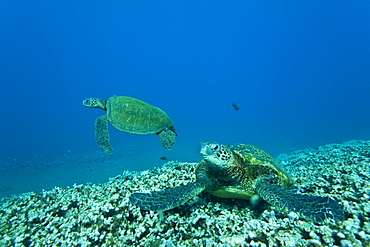 Adult green sea turtle (Chelonia mydas) in the protected marine sanctuary at Honolua Bay, Maui, Hawaii, USA