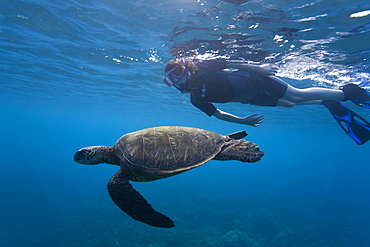 Snorkeler with adult green sea turtle (Chelonia mydas) in the protected marine sanctuary at Honolua Bay on the northwest side of the island of Maui, Hawaii, USA