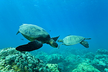 Green sea turtle (Chelonia mydas) at cleaning station at Olowalu Reef, Maui, Hawaii, USA