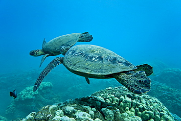 Green sea turtle (Chelonia mydas) at cleaning station at Olowalu Reef, Maui, Hawaii, USA