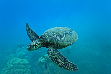 Green sea turtle (Chelonia mydas) at cleaning station at Olowalu Reef, Maui, Hawaii, USA