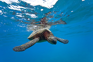 Green sea turtle (Chelonia mydas) at cleaning station at Olowalu Reef, Maui, Hawaii, USA