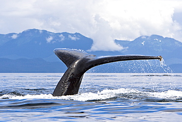 A group of adult humpback whales (Megaptera novaeangliae) co-operatively "bubble-net" feeding along the west side of Chatham Strait in Southeast Alaska, USA