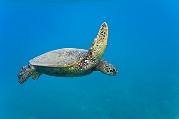 Green sea turtle (Chelonia mydas) at cleaning station at Olowalu Reef, Maui, Hawaii, USA