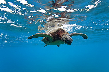 Green sea turtle (Chelonia mydas) at cleaning station at Olowalu Reef, Maui, Hawaii, USA