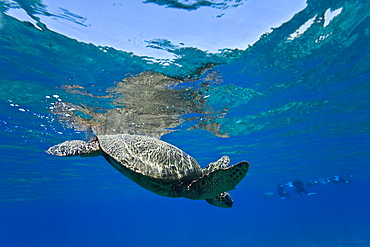 Green sea turtle (Chelonia mydas) at cleaning station at Olowalu Reef, Maui, Hawaii, USA