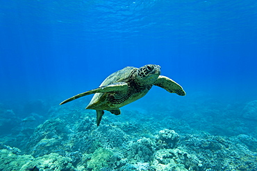 Green sea turtle (Chelonia mydas) at cleaning station at Olowalu Reef, Maui, Hawaii, USA