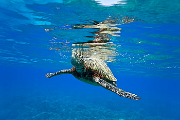 Green sea turtle (Chelonia mydas) at cleaning station at Olowalu Reef, Maui, Hawaii, USA