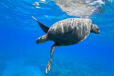 Green sea turtle (Chelonia mydas) at cleaning station at Olowalu Reef, Maui, Hawaii, USA