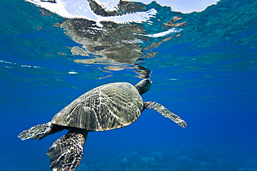 Green sea turtle (Chelonia mydas) at cleaning station at Olowalu Reef, Maui, Hawaii, USA