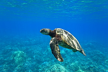 Green sea turtle (Chelonia mydas) at cleaning station at Olowalu Reef, Maui, Hawaii, USA