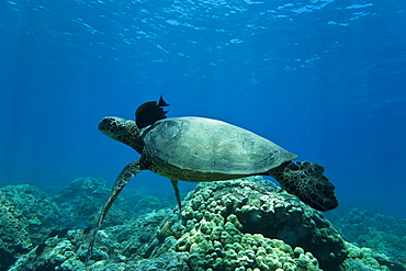 Green sea turtle (Chelonia mydas) at cleaning station at Olowalu Reef, Maui, Hawaii, USA