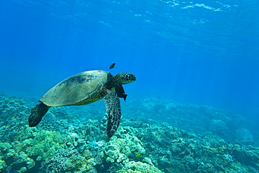 Green sea turtle (Chelonia mydas) at cleaning station at Olowalu Reef, Maui, Hawaii, USA