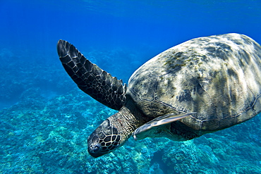 Green sea turtle (Chelonia mydas) at cleaning station at Olowalu Reef, Maui, Hawaii, USA