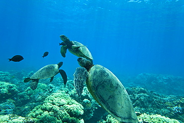 Green sea turtle (Chelonia mydas) at cleaning station at Olowalu Reef, Maui, Hawaii, USA