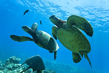 Green sea turtle (Chelonia mydas) at cleaning station at Olowalu Reef, Maui, Hawaii, USA