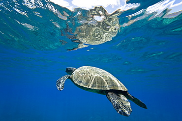 Green sea turtle (Chelonia mydas) at cleaning station at Olowalu Reef, Maui, Hawaii, USA