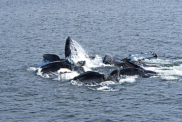 A group of adult humpback whales (Megaptera novaeangliae) co-operatively "bubble-net" feeding along the west side of Chatham Strait in Southeast Alaska, USA. Pacific Ocean. 