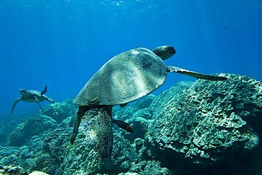 Green sea turtle (Chelonia mydas) at cleaning station at Olowalu Reef, Maui, Hawaii, USA