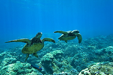 Green sea turtle (Chelonia mydas) at cleaning station at Olowalu Reef, Maui, Hawaii, USA