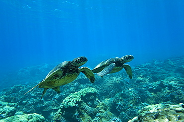 Green sea turtle (Chelonia mydas) at cleaning station at Olowalu Reef, Maui, Hawaii, USA