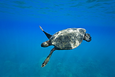 Green sea turtle (Chelonia mydas) at cleaning station at Olowalu Reef, Maui, Hawaii, USA