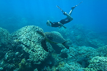 Snorkeler with green sea turtle (Chelonia mydas) at cleaning station at Olowalu Reef on the west side of the island of Maui, Hawaii, USA