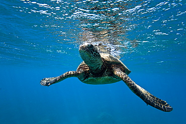 Green sea turtle (Chelonia mydas) at cleaning station at Olowalu Reef, Maui, Hawaii, USA