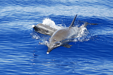 Pantropical Spotted Dolphin (Stenella attenuata) surfacing in the AuAu Channel between Maui and Lanai, Hawaii, USA