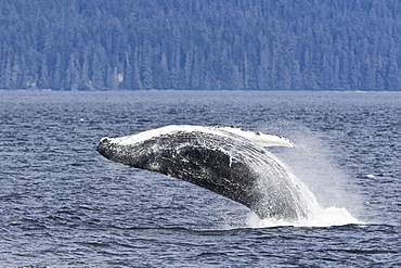 An adult humpback whale breaching (Megaptera novaeangliae) after dissaffiliating from a group co-operatively "bubble-net" feeding along the Chatham Strait in Alaska, USA