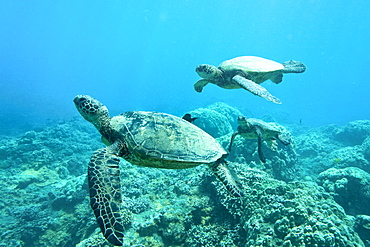 Green sea turtle (Chelonia mydas) at cleaning station at Olowalu Reef, Maui, Hawaii, USA