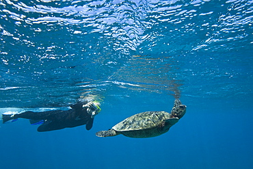 Snorkeler with green sea turtle (Chelonia mydas) at cleaning station at Olowalu Reef on the west side of the island of Maui, Hawaii, USA