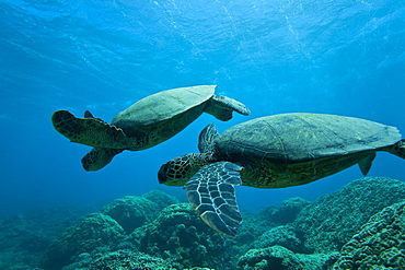 Green sea turtle (Chelonia mydas) at cleaning station at Olowalu Reef, Maui, Hawaii, USA