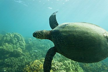 Green sea turtle (Chelonia mydas) at cleaning station (note fishing hook embedded in mouth) at Olowalu Reef on the west side of the island of Maui, Hawaii, USA