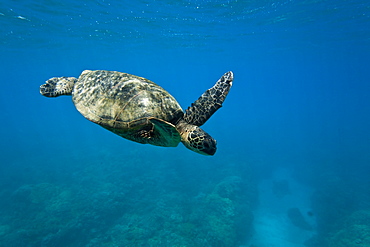 Green sea turtle (Chelonia mydas) at cleaning station at Olowalu Reef, Maui, Hawaii, USA