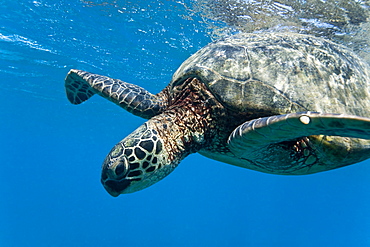 Green sea turtle (Chelonia mydas) at cleaning station at Olowalu Reef, Maui, Hawaii, USA