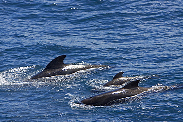 A small pod of long-finned pilot whales (Globicephala melas) near Cape Horn, South America